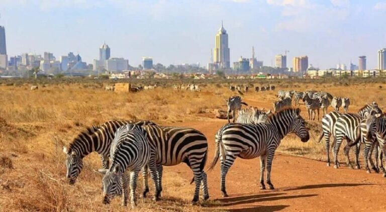 Nairobi National Park Game drive and Elephant Orphanage - The Elephant Orphanage Experience