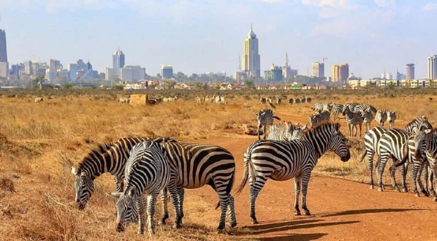 Nairobi National Park Game drive and Elephant Orphanage - The Elephant Orphanage Experience