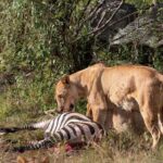 Nairobi National Park Game Drive on a pop up safari minivan - Who Is This Tour Best For?