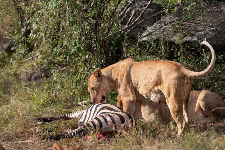 Nairobi National Park Game Drive on a pop up safari minivan - Who Is This Tour Best For?