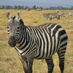 Nairobi National Park Game Drive Only - The Cultural and Conservation Aspects