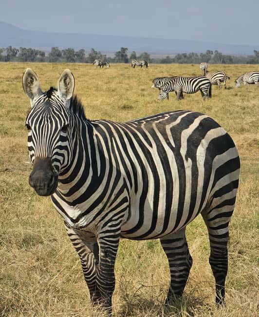 Nairobi National Park Game Drive Only - The Cultural and Conservation Aspects