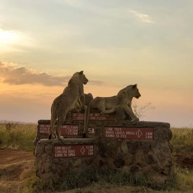 Nairobi national park game drive - Who Is This Tour Best For?