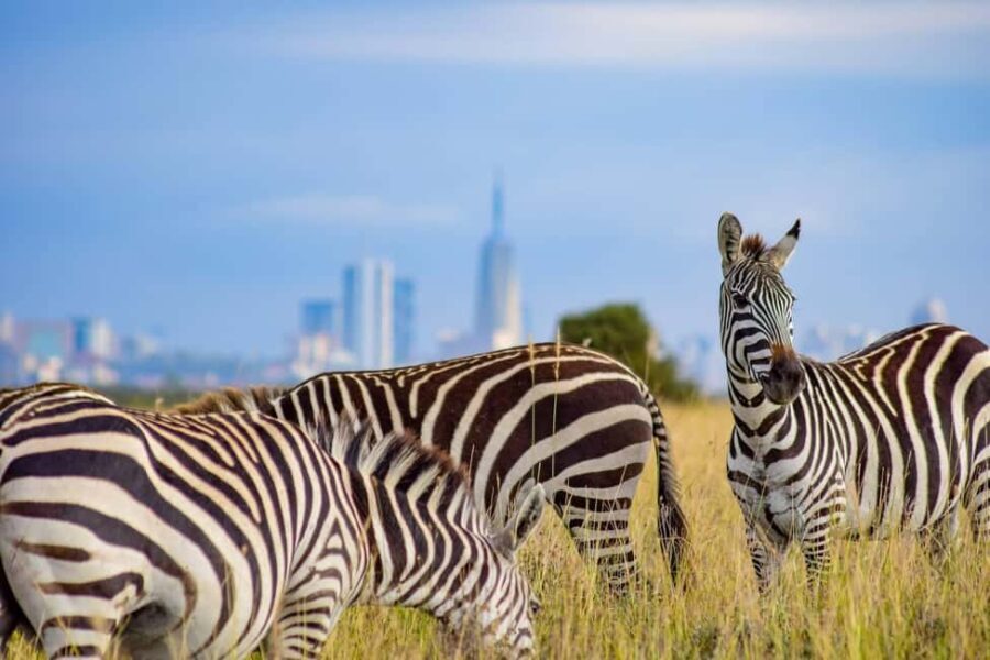 Nairobi National Park, Giraffe Center and Lunch at Carnivore - Who Will Love This Tour?