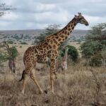 Nairobi: National Park Group Safari - Final Thoughts