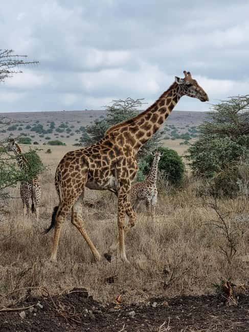 Nairobi: National Park Group Safari - Final Thoughts