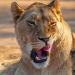 Nairobi: National Park Guided Game Drive - What to Expect During Your Safari