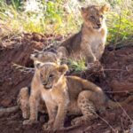 Nairobi: National Park Guided Game Drive For 5 Hours - Why This Tour Offers Great Value