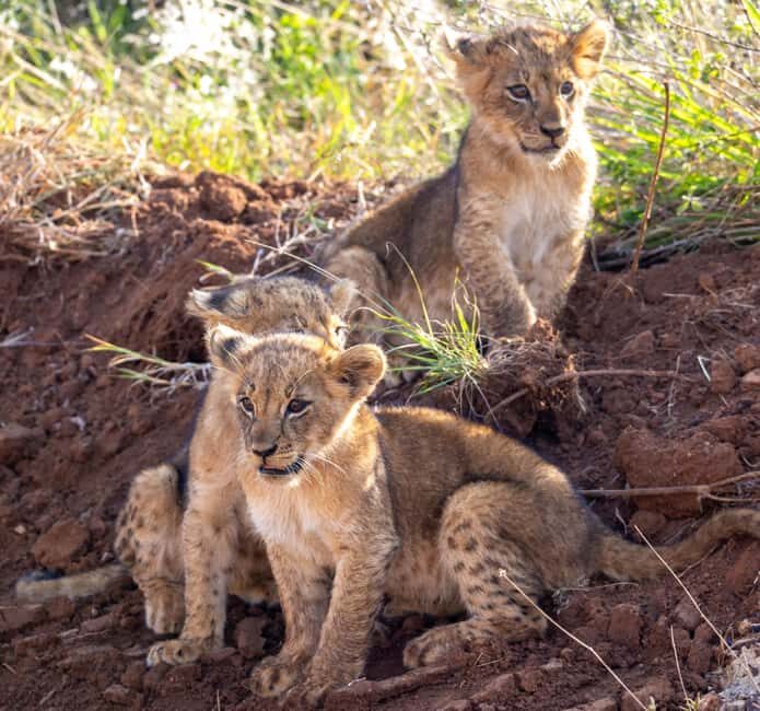Nairobi: National Park Guided Game Drive For 5 Hours - Why This Tour Offers Great Value