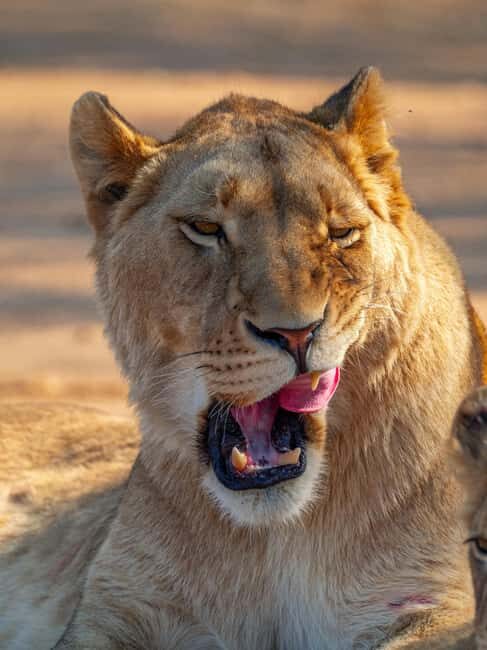 Nairobi: National Park Guided Game Drive - What to Expect During Your Safari