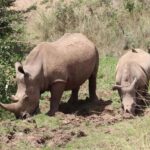 Nairobi National Park Half Day/Full Day Game Drive - What to Expect on Your Game Drive