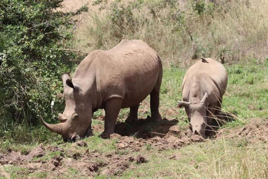 Nairobi National Park Half Day/Full Day Game Drive - What to Expect on Your Game Drive