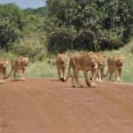 Nairobi National Park Half-Day Game Drive - Why This Tour Works Well