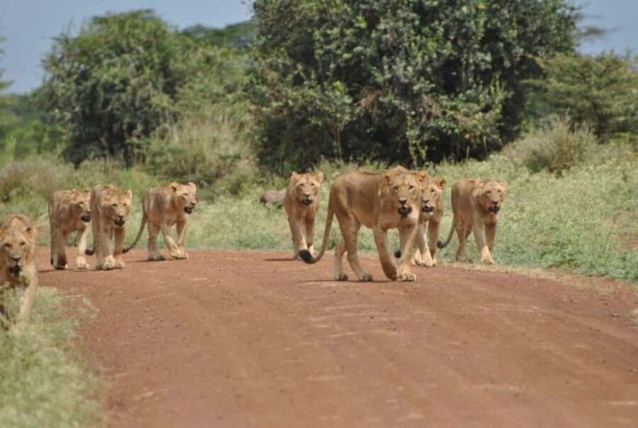 Nairobi National Park Half-Day Game Drive - Why This Tour Works Well