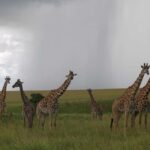 Nairobi National Park Half-Day Game Drive - What Makes This Tour Special?