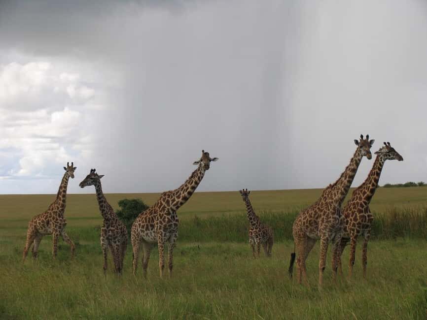 Nairobi National Park Half-Day Game Drive - What Makes This Tour Special?