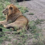 Nairobi: National Park Half-Day Game Drive Guided Tour - What the Reviews Say