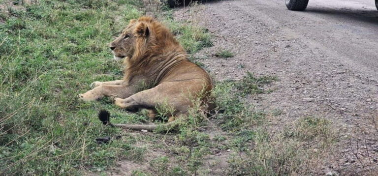 Nairobi: National Park Half-Day Game Drive Guided Tour - What the Reviews Say