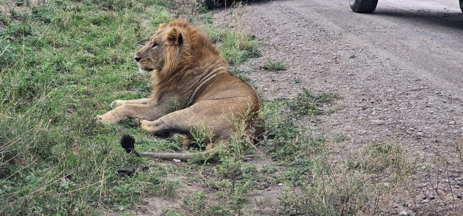 Nairobi: National Park Half-Day Game Drive Guided Tour - What the Reviews Say