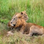 Nairobi National Park Half-Day Game Drive Tour With Pickup - The Itinerary: What to Expect
