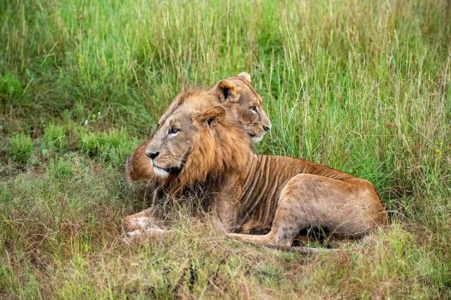 Nairobi National Park Half-Day Game Drive Tour With Pickup - The Itinerary: What to Expect