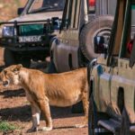 Nairobi: National Park Half-Day Game Drive with Guide - The Practical Details: Cost, Timing, and Logistics