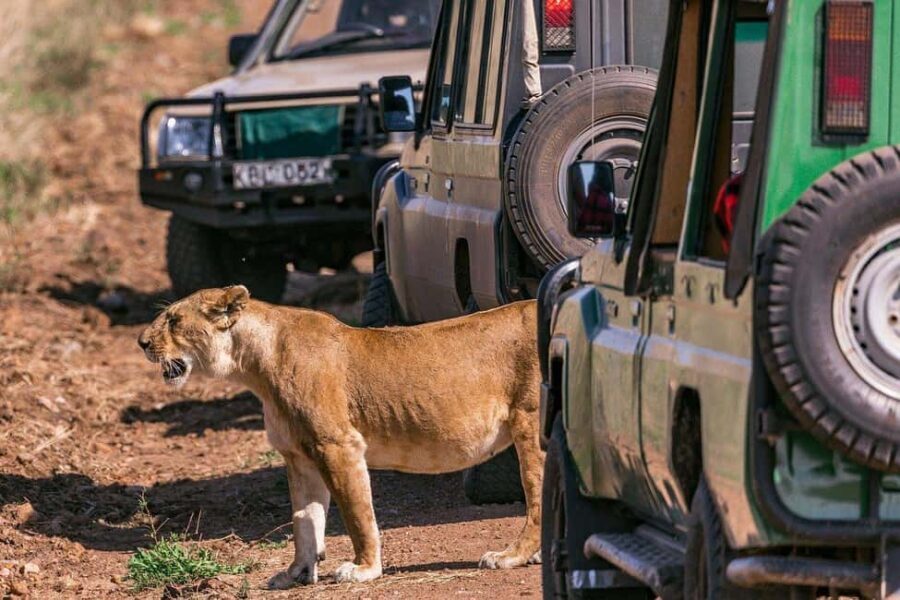 Nairobi: National Park Half-Day Game Drive with Guide - The Practical Details: Cost, Timing, and Logistics