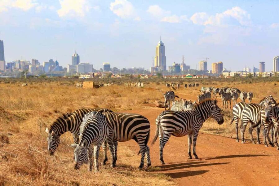 Nairobi National Park: Half Day Group Tour With Pickup - Practical Tips for Your Safari