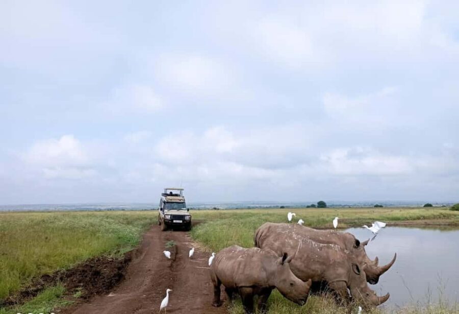 Nairobi National Park: Half-Day Group Tour with Pickup - The Itinerary: What to Expect