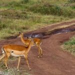 Nairobi: National Park Half-Day Group Trip with Pickup - Who Is This Tour Perfect For?