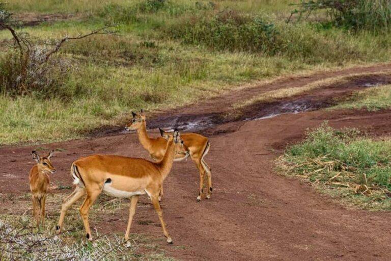 Nairobi: National Park Half-Day Group Trip with Pickup - Who Is This Tour Perfect For?