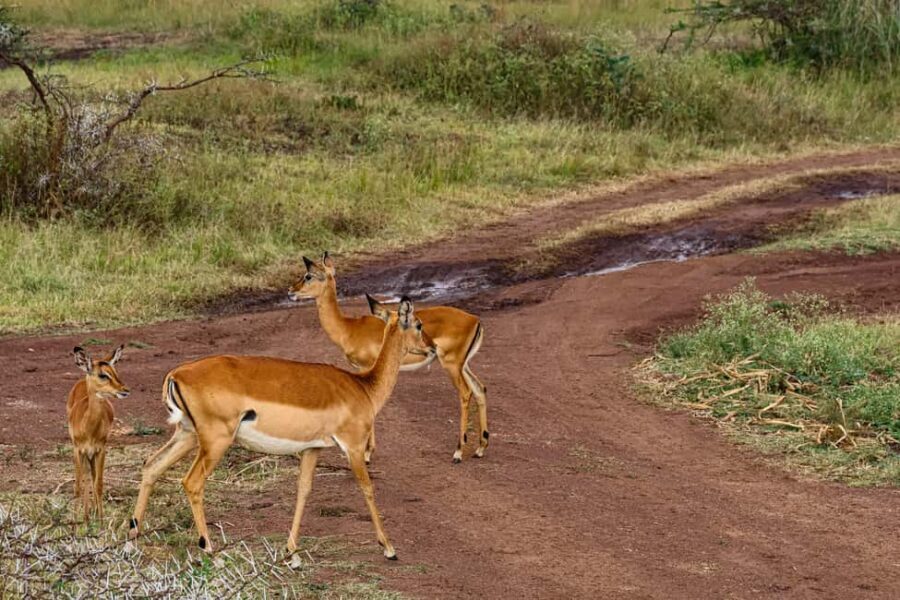 Nairobi: National Park Half-Day Group Trip with Pickup - Who Is This Tour Perfect For?