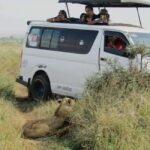 Nairobi National Park Half-Day Guided Game Drive With Pickup - What to Expect from the Game Drive