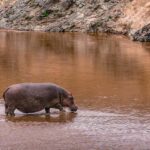 Nairobi National Park Half Day Guided Tour - Authentic Insights from Reviewers