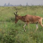 Nairobi: National Park Half-Day Tour - Why This Tour Is Worth Considering