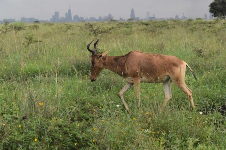 Nairobi: National Park Half-Day Tour - Why This Tour Is Worth Considering
