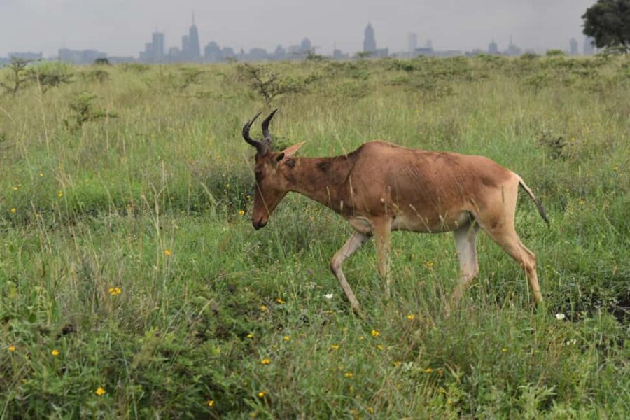 Nairobi: National Park Half-Day Tour - Why This Tour Is Worth Considering