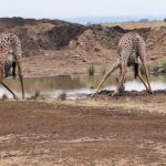Nairobi National Park Half Day Tour &Kazuri Beads Factory - What Sets This Tour Apart?