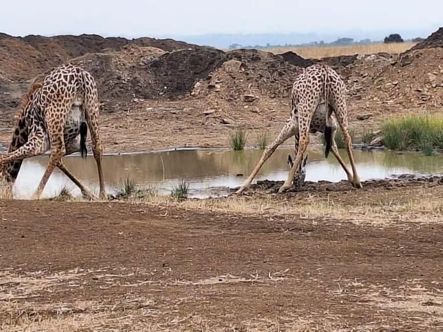 Nairobi National Park Half Day Tour &Kazuri Beads Factory - What Sets This Tour Apart?