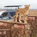Nairobi: National Park Half-Day Tour with Free Wifi - Practical Tips for Your Safari