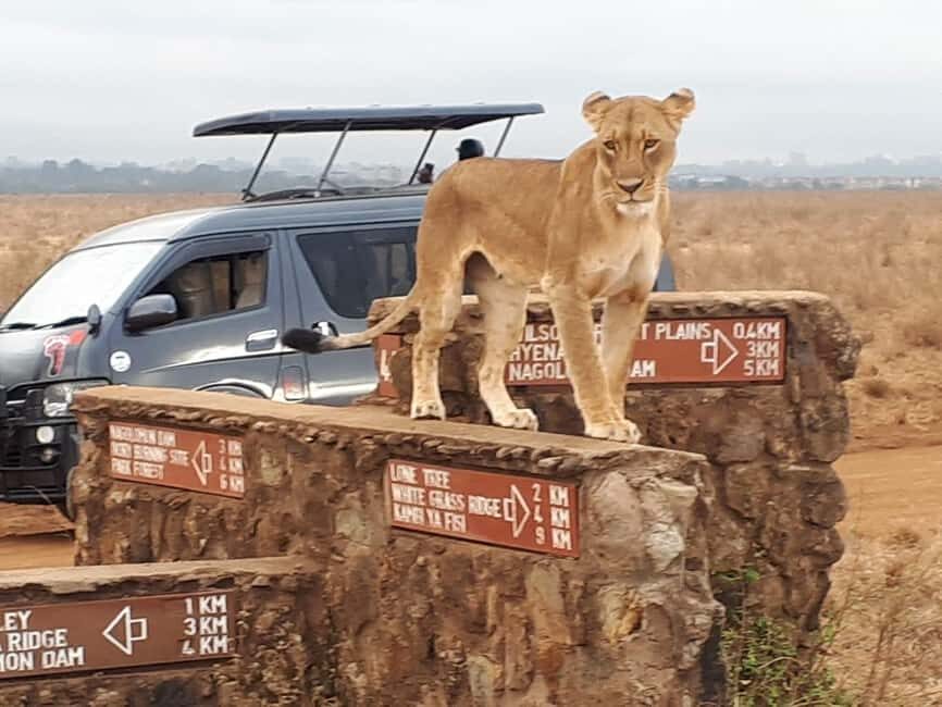 Nairobi: National Park Half-Day Tour with Free Wifi - Practical Tips for Your Safari