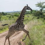 Nairobi National Park: Half or Full-Day Private Layover Tour - Who Is This Tour Perfect For?