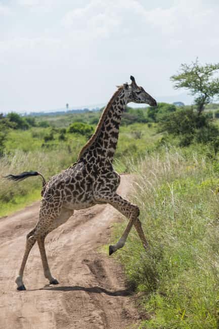 Nairobi National Park: Half or Full-Day Private Layover Tour - Who Is This Tour Perfect For?