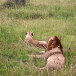 Nairobi National Park: Layover Tour in a 4X4 Safari Vehicle - Highlights of the Nairobi National Park Safari