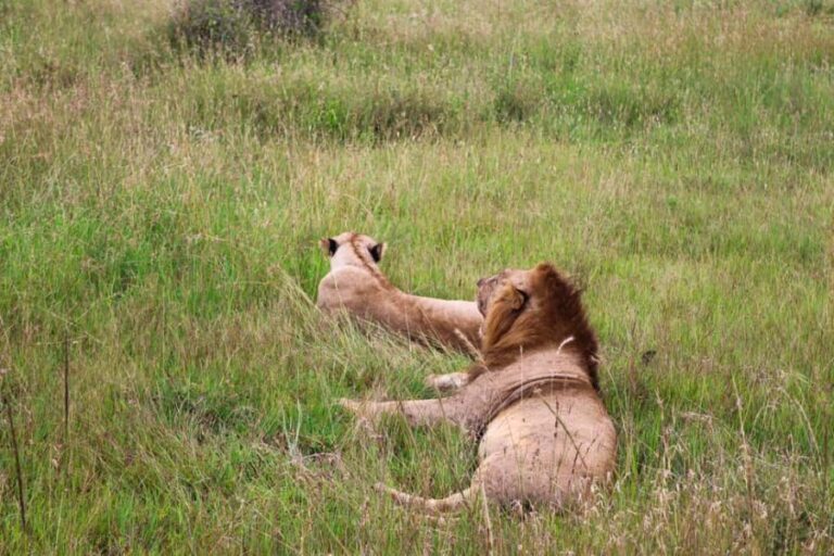 Nairobi National Park: Layover Tour in a 4X4 Safari Vehicle - Highlights of the Nairobi National Park Safari