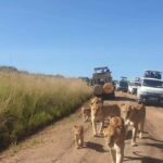 Nairobi National Park Morning Game Drive With Free Pickup - Final Thoughts