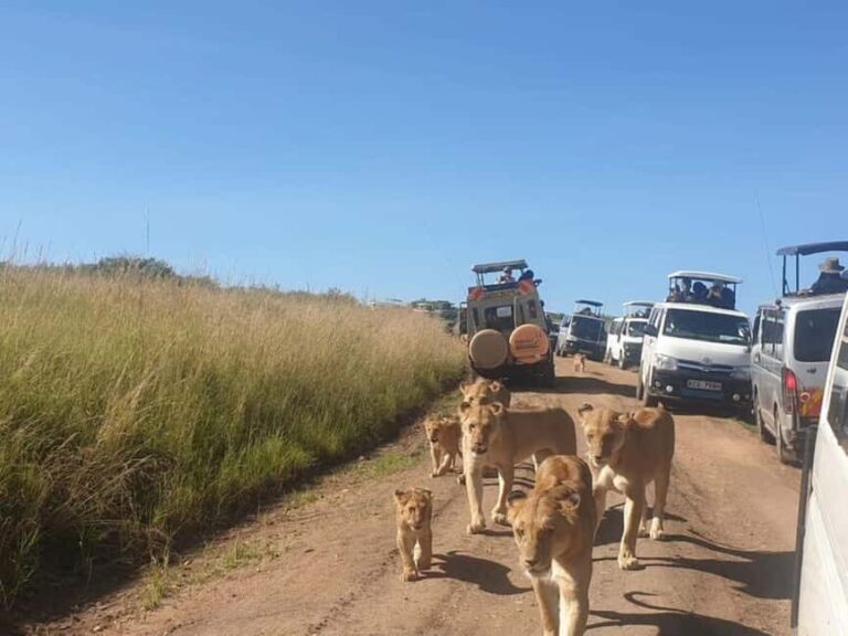 Nairobi National Park Morning Game Drive With Free Pickup - Final Thoughts