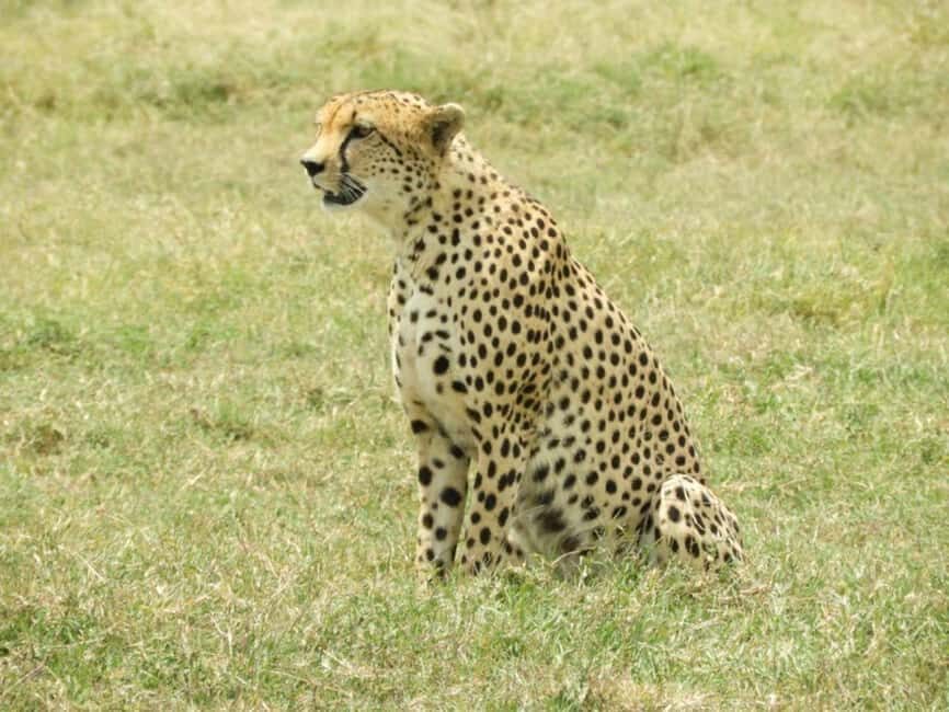 Nairobi National Park: Morning or Afternoon Game Drive - A Closer Look at the Nairobi National Park Experience