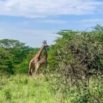 Nairobi National Park Morning or Evening Game Drive - What Makes the Experience Special?