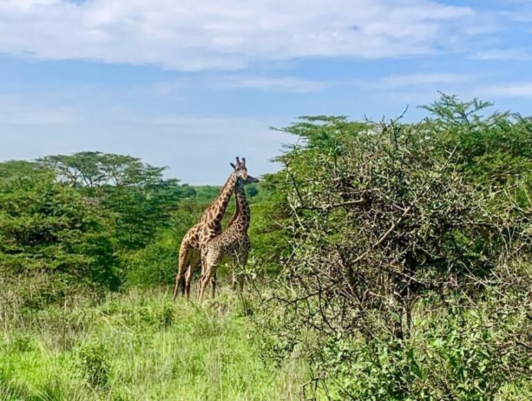 Nairobi National Park Morning or Evening Game Drive - What Makes the Experience Special?